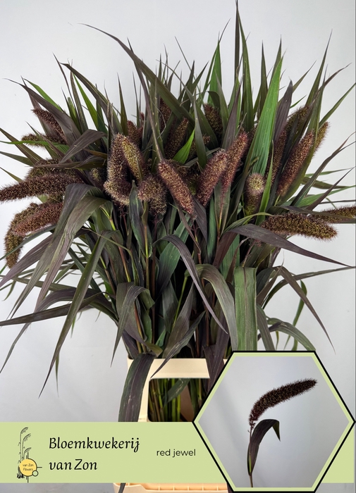 <h4>SETARIA IT RED JEWEL</h4>