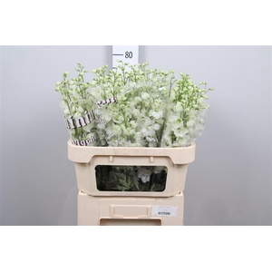 Delph Du Dewi Impress White