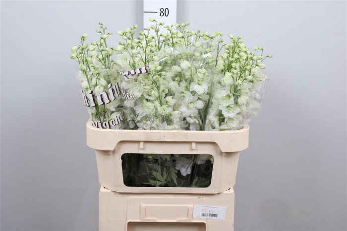 <h4>Delph Du Dewi Impress White</h4>