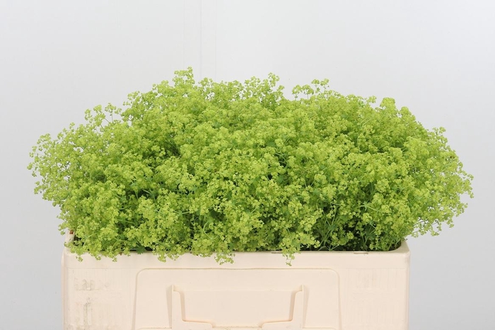 <h4>Alchimella Robusta</h4>