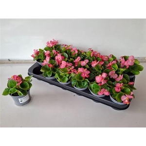 Begonia Semperflorens Roze