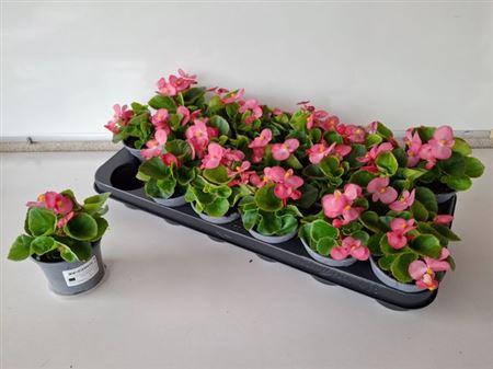 <h4>Begonia Semperflorens Roze</h4>