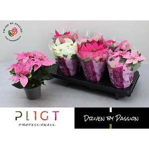 EUPHOR P PRI GEM