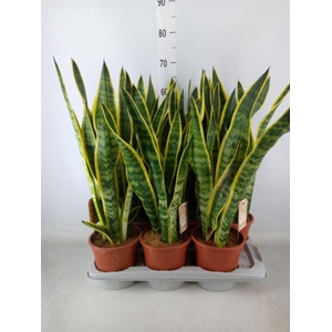 Sansevieria trifa. 'Laurentii'