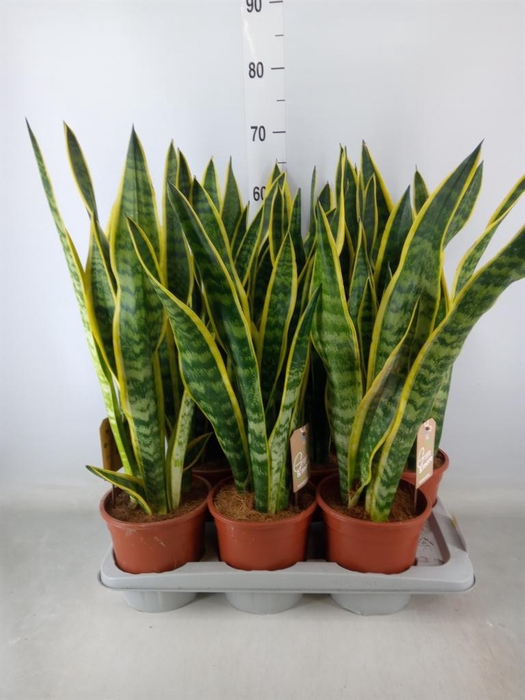 <h4>Sansevieria trifa. 'Laurentii'</h4>