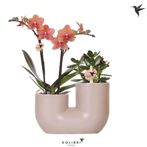 Kolibri Orchids Phalaenopsis Orange 2 spike and Succulent in Tube sand