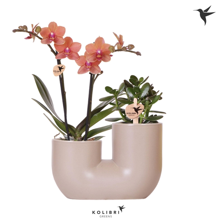 <h4>Kolibri Orchids Phalaenopsis Orange 2 spike and Succulent in Tube sand</h4>