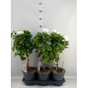 Pelargonium gran. 'Mona Lisa White'