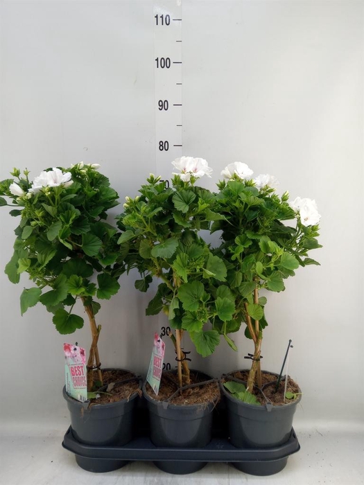 <h4>Pelargonium gran. 'Mona Lisa White'</h4>