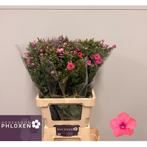 PHLOX P KIKI