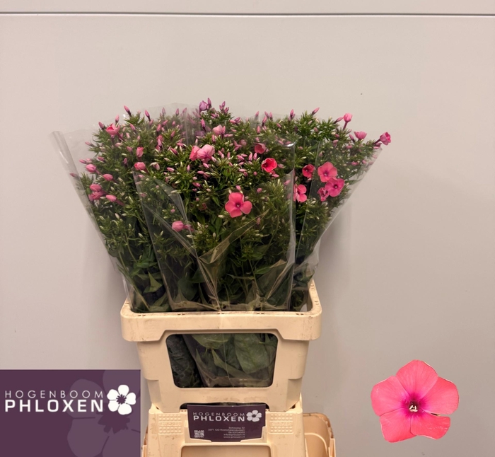 <h4>PHLOX P KIKI</h4>