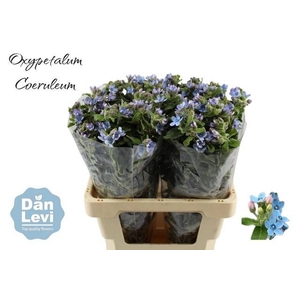 OXY CO TAN PURE BLU