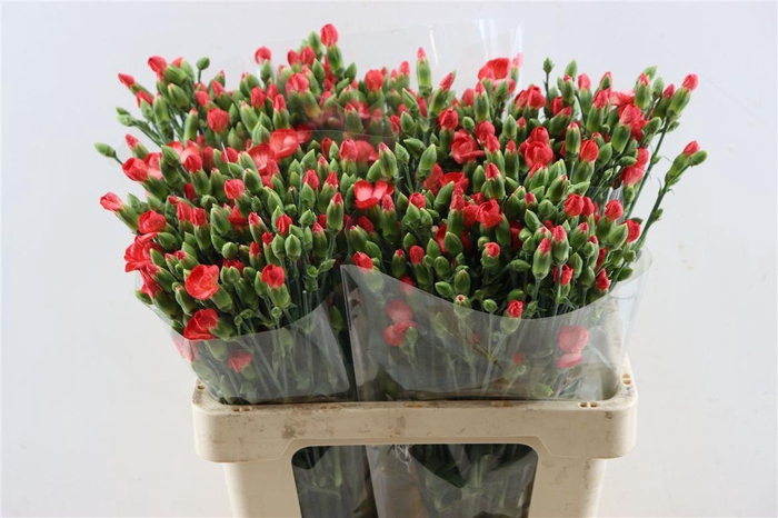 <h4>Di Te Solomio Clif</h4>