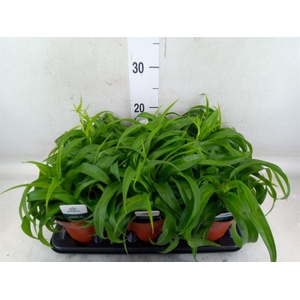 Chlorophytum com. 'Green Bonnie'