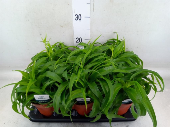<h4>Chlorophytum com. 'Green Bonnie'</h4>