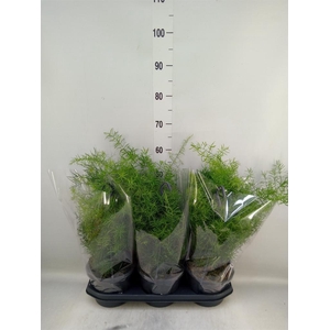 Asparagus dens. 'Sprengeri'