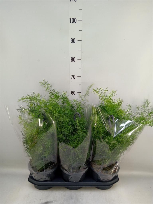 <h4>Asparagus dens. 'Sprengeri'</h4>