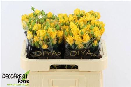 <h4>R Tr Ov Geel</h4>