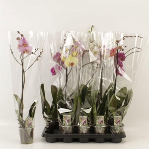 PHAL GEM 6 KL