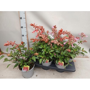 SALVIA MICROPHYLLA