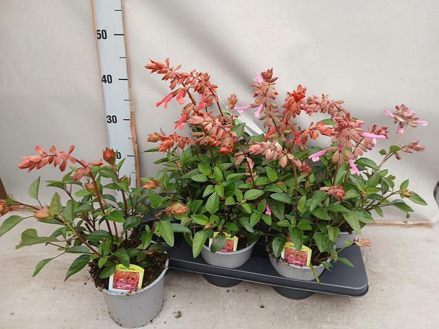 <h4>SALVIA MICROPHYLLA</h4>