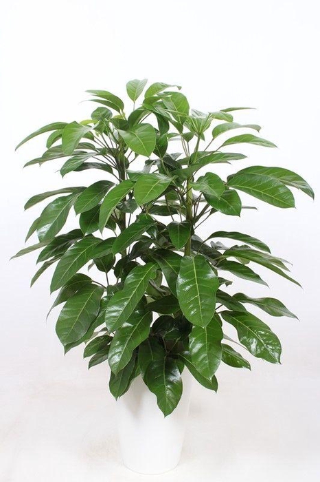 <h4>Schefflera actinophylla 'Amate' in Santorini "wit"</h4>