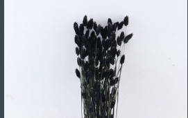 <h4>Dried Phalaris Black Bunch</h4>