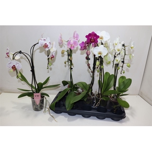 Phal Gem