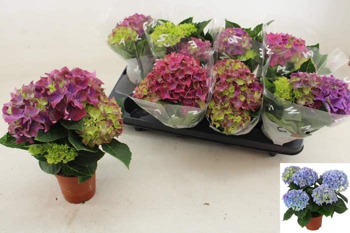 <h4>HYDR M HI OCEAN</h4>