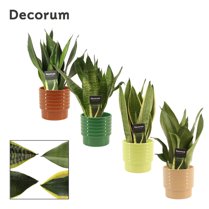 <h4>Sansevieria Super Mix 12 cm in Naemi (Natural bubble-collection)</h4>