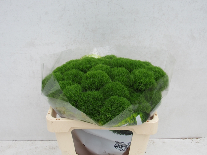 <h4>DI BARB KIWI MELLOW</h4>