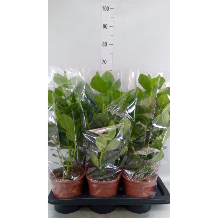 <h4>Clusia rosea 'Princess'</h4>