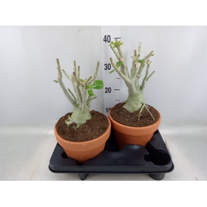 Adenium obesum