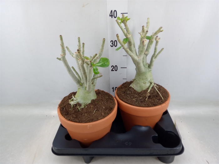 <h4>Adenium obesum</h4>