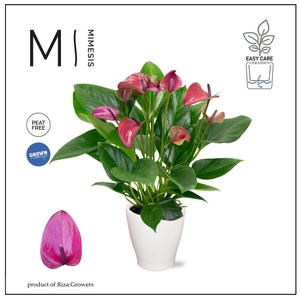 Mimesis Anthurium KARMA Purple - Carolina White