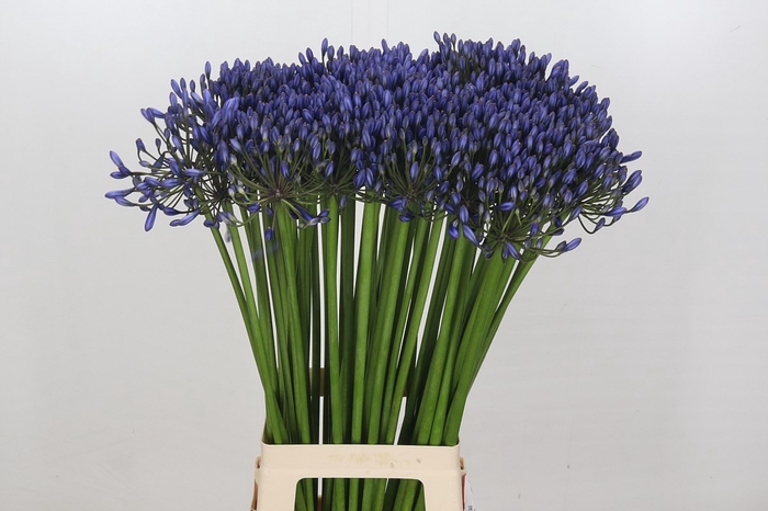 <h4>Agapanthus Suzan</h4>