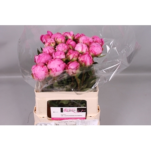 Paeonia Dr. Alexander Fleming | Heavy Quality