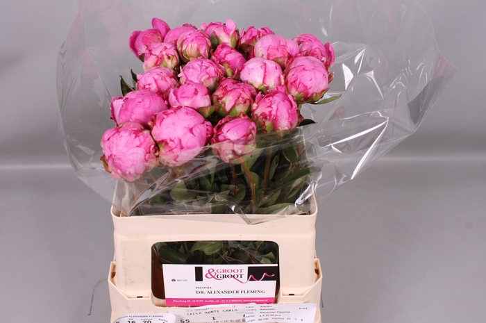 <h4>Paeonia Dr. Alexander Fleming | Heavy Quality</h4>