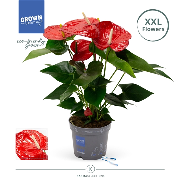 Anthurium - KARMA RED XXL |17 cm