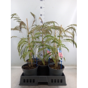 Albizia julibrissin