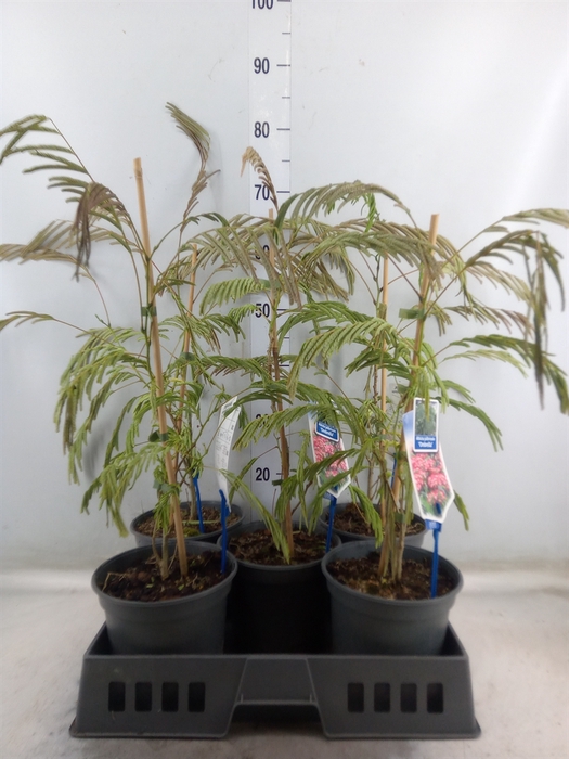 <h4>Albizia julibrissin</h4>