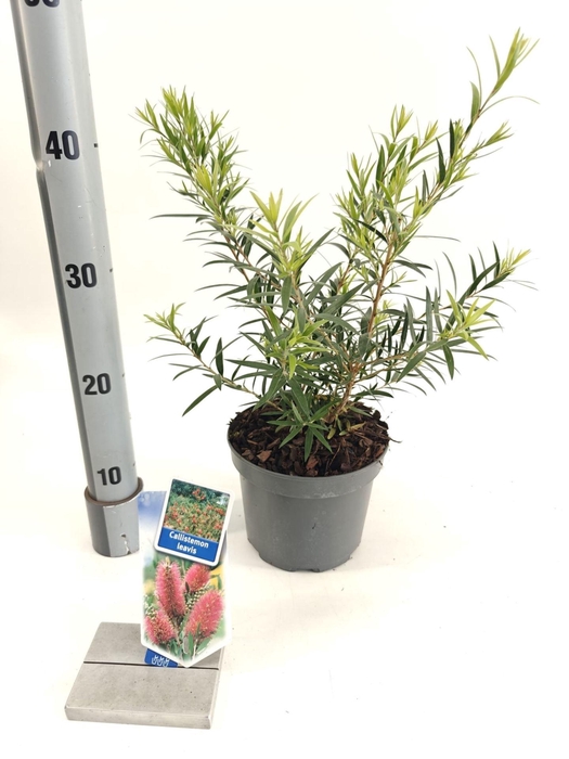 Callistemon citrinus Splen