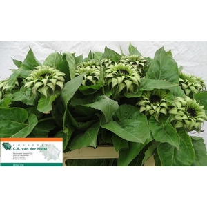 HELIANTHUS GREEN