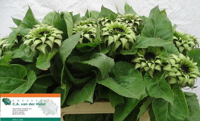 <h4>HELIANTHUS GREEN</h4>