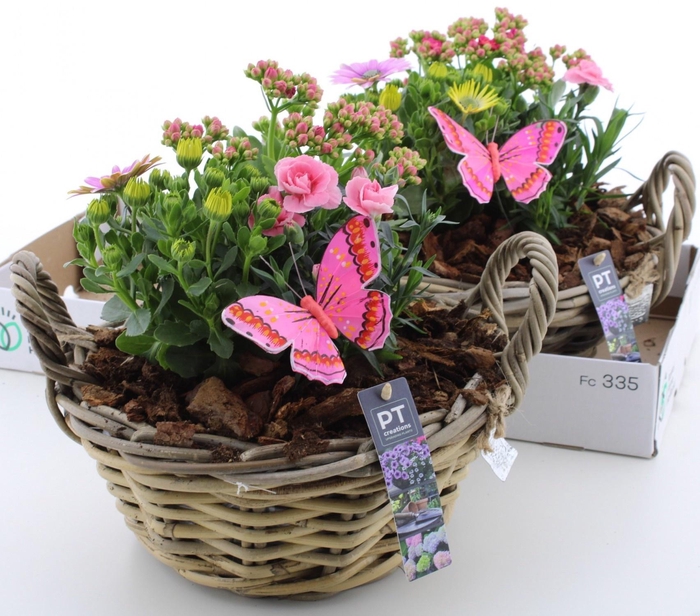 <h4>ARR TUINPLANTEN</h4>