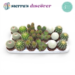 Discover® - Granada Cactus Mix (Prime)