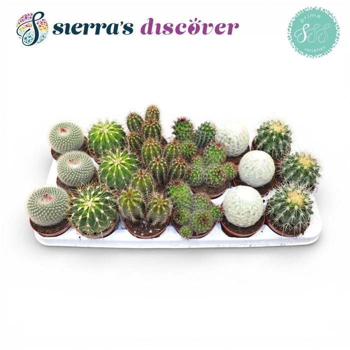 <h4>Discover® - Granada Cactus Mix (Prime)</h4>