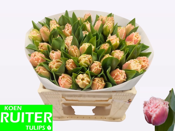 <h4>TU FR QUEENSLAND</h4>