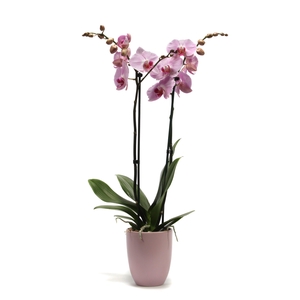 Hugo Silver Pink Phal Roze 2T14+