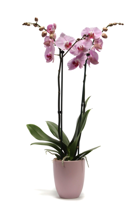 <h4>Hugo Silver Pink Phal Roze 2T14+</h4>